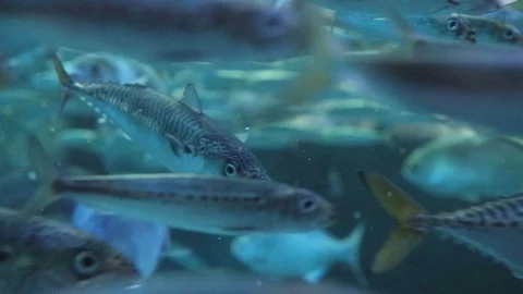 Pacific Mackerel Video stock 89958357