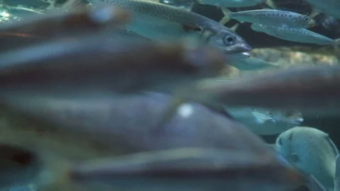 Pacific Mackerel Stock Footage 89958579