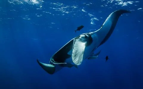 Pacific Manta Ray Stock Photos