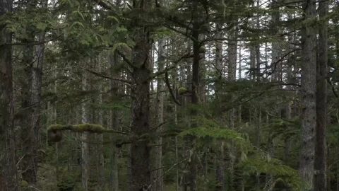 Pacific North West Trees Drone Stockbeeldmateriaal 158509495