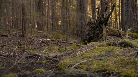 Pacific Northwest Brook - Mount Baker Wilderness Stock Footage 89021800