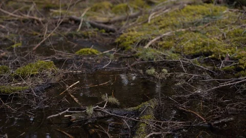 Pacific Northwest Brook - Mount Baker Wilderness Stock Footage 89021886