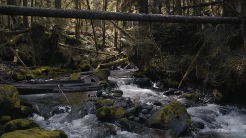 Pacific Northwest Creek - Mount Baker Wilderness Stock Footage 88799496