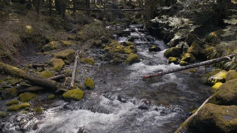 Pacific Northwest Creek - Mount Baker Wilderness Stock Footage 88800154