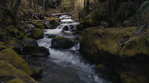 Pacific Northwest Creek - Mount Baker Wilderness Stock Footage 88800312