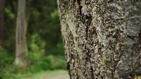 Pacific Northwest Stock Footage 90960564