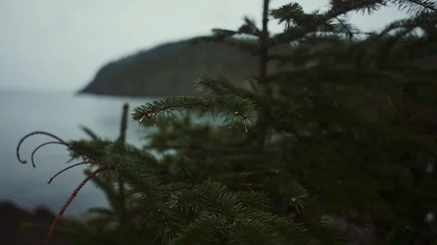 Pacific Northwest Stock Footage 90960565