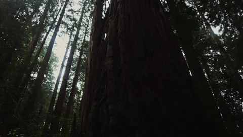 Pacific Northwest Stock Footage 90960572