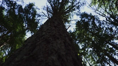 Pacific Northwest Stock Footage 90960582