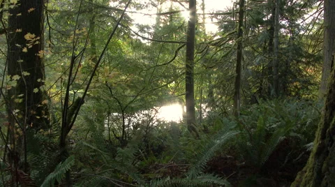Pacific Northwest Forest and River Video stock 56032841