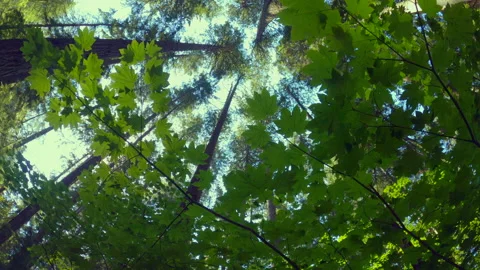 Pacific Northwest Forest Canopy 4K UHD Video stock 203866166