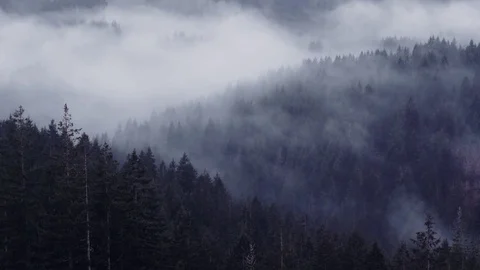 Pacific Northwest Forest - Capitol State Forest Stock Footage