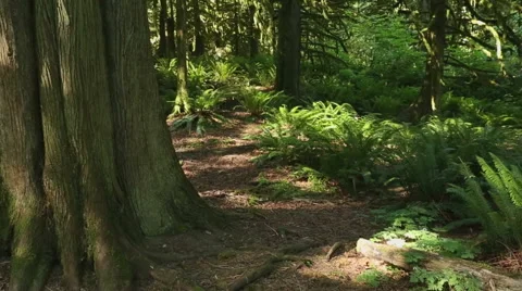 Pacific Northwest Forest dolly shot Stock Footage