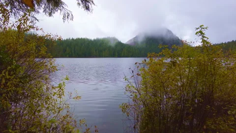 Pacific Northwest Forest Video stock 143168390