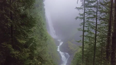 Pacific Northwest Forest Video stock 143168582