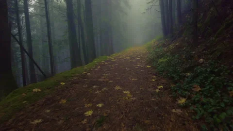 Pacific Northwest Forest Video stock 143168971