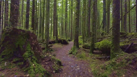 Pacific Northwest Forest Video stock 143169299