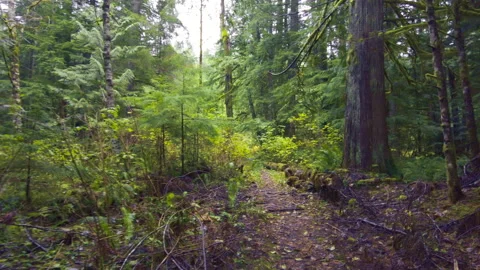 Pacific Northwest Forest Video stock 143170274