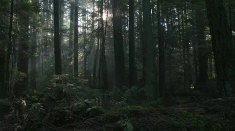 Pacific Northwest Forest Misty Morning dolly shot Stock Footage