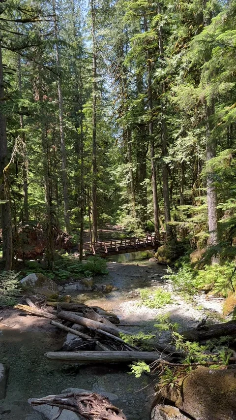 Pacific Northwest Forest Stream Stock Footage 250480955