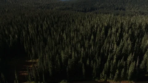 Pacific Northwest forest in the sunlight - Aerial view Stock Footage 118005953