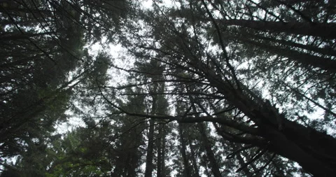 Pacific Northwest Forrest Tilting Down Stock Footage 201519362