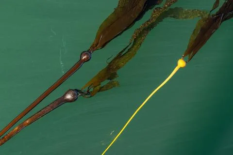 Pacific Northwest Kelp on the Surface Фото