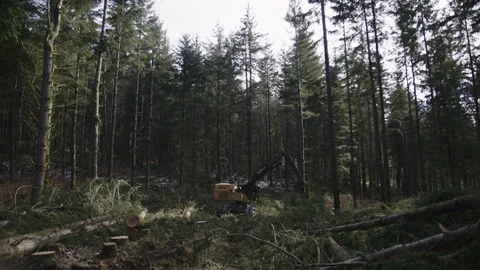 Pacific Northwest Logging Operation Stock Footage 204874109