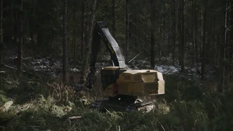 Pacific Northwest Logging Operation Stock Footage 204874231