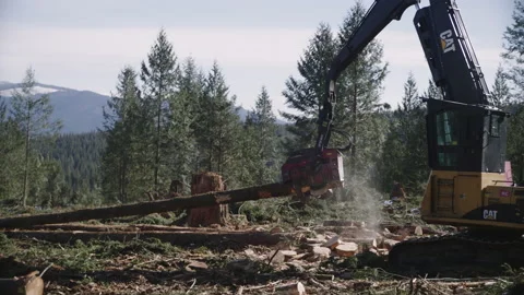 Pacific Northwest Logging Operation Stock Footage 204875297