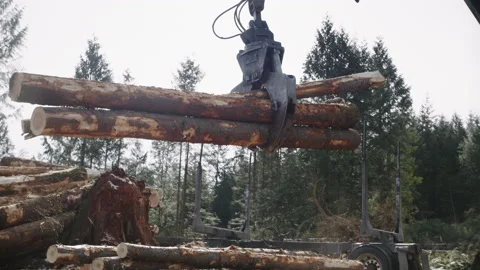 Pacific Northwest Logging Operation Stock Footage 204875302