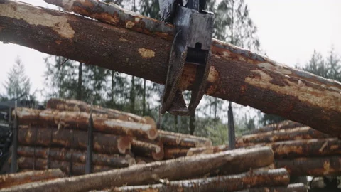 Pacific Northwest Logging Operation Stock Footage 204875604