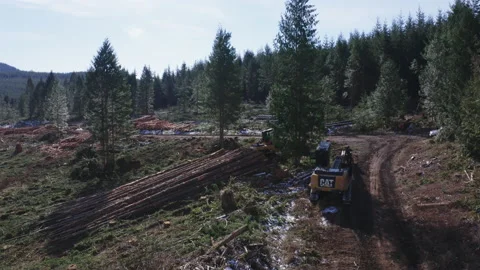 Pacific Northwest Logging Operation Stock Footage 204875606
