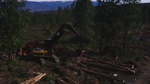 Pacific Northwest Logging Operation Stock Footage 204875981