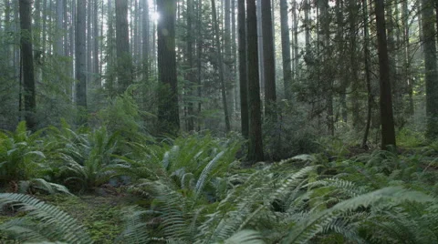 Pacific Northwest Lush Forest Floor dolly shot Stock Footage