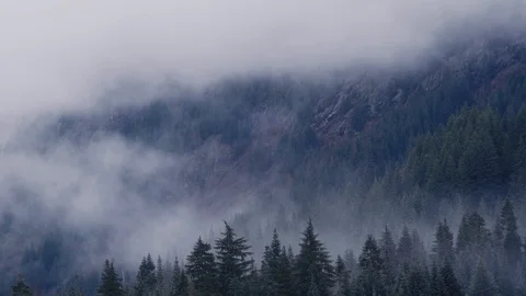 Pacific Northwest Mist rising from tree tops Stock Footage 99802277