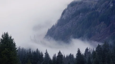 Pacific Northwest Mist rising from tree tops Stock Footage 99802544