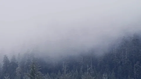 Pacific Northwest Mist rising from tree tops Stock Footage 99802702