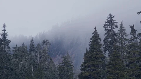 Pacific Northwest Mist rising from tree tops Stock Footage 99802877