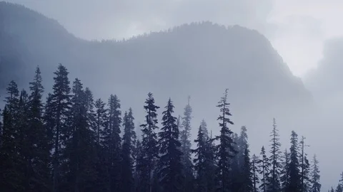 Pacific Northwest Mist rising from tree tops Stock Footage 99802934