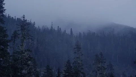 Pacific Northwest Mist rising from tree tops Stock Footage 99803033