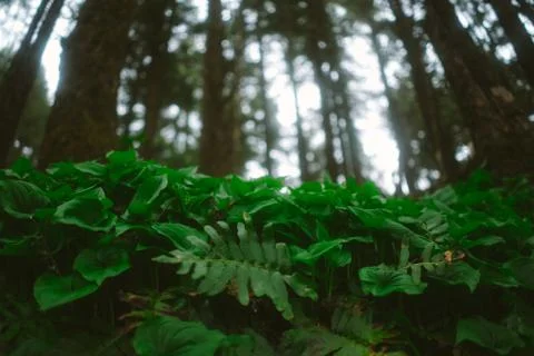 Pacific Northwest Foto stock