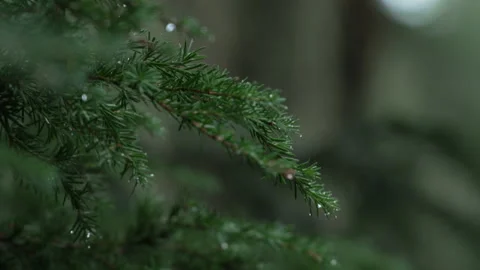 Pacific Northwest Rainforest Oregon Stock Footage 166590749