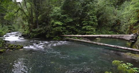 Pacific northwest river thought the forest Video stock 283694958
