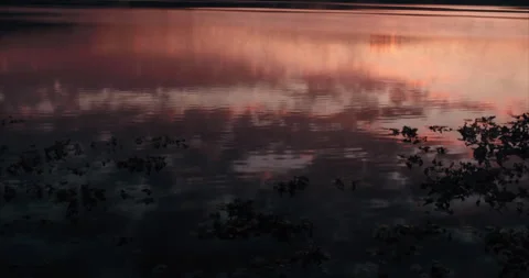 Pacific Northwest Sunrise Over Lake | Aerial View Flying Over Lilypads Stock Footage