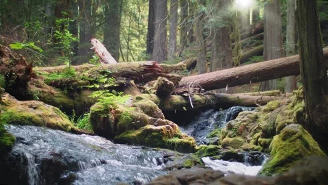 Pacific Northwest Waterfall Video stock 94351613