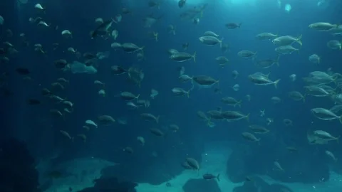 Pacific ocean aquarium Stock Footage 101245317