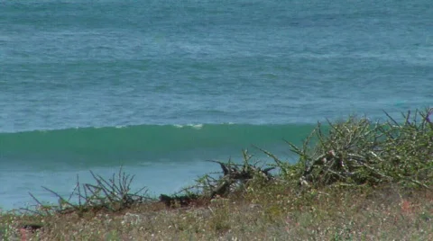 Pacific Ocean / Cactus / waves / Baja, California #2  Stock Footage 298761