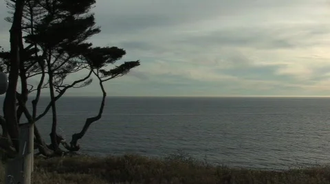 Pacific Ocean Cypress Tree 스톡 동영상 262070