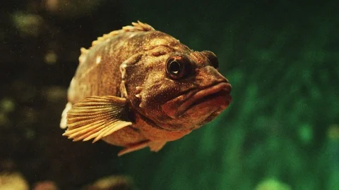 Pacific ocean orange-brown fish close up Vídeo Stock 110860375